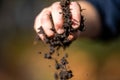 Holding soil in a hand, feeling compost in a field in Tasmania Australia Royalty Free Stock Photo