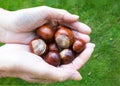 Holding some Conkers Royalty Free Stock Photo