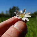 Holding a springflower Royalty Free Stock Photo