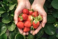 Holding a strawberry