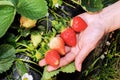 Holding a strawberry