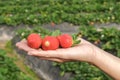 Holding a strawberry