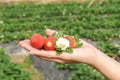 Holding a strawberry