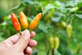 Holding three red cayenne peppers Royalty Free Stock Photo