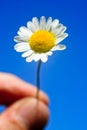 Holding tiny daisy Royalty Free Stock Photo