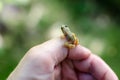 Holding Tiny Frog Royalty Free Stock Photo
