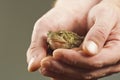 Holding Toad Royalty Free Stock Photo