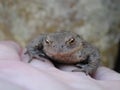 Holding a toad (prince?) Royalty Free Stock Photo