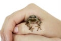 Holding Tree Frog