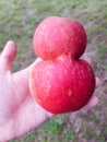 Holding two red apple merged together