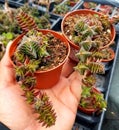 Holding two small pots of Crassula Capitella, also known as , also known as Red Pagoda succulents