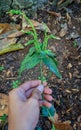 holding weeds. a hand holding something. Weed plants.