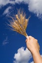 Holding wheat against blue sky Royalty Free Stock Photo