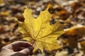 Holding an yellow autumn leave