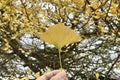 Holding a yellow ginkgo leaves in hand with Ginkgo trees background.