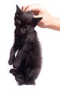 Holds a black unfortunate kitten of people by the scruff Royalty Free Stock Photo
