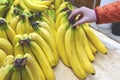 Holds with a hand bananas. The female hand takes fresh fruit in a supermarket Royalty Free Stock Photo