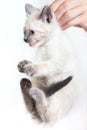 Holds a white unfortunate kitten of people by the scruff Royalty Free Stock Photo