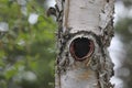 Hole in a Birch Tree