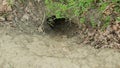 Hole burrows European beaver Castor fiber near the shore with plants and shrubs, dams and arhole built forest bank