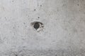 Hole on cement wall background Royalty Free Stock Photo