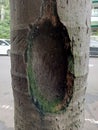 the hole coconut tree trunk 2 Royalty Free Stock Photo