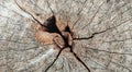 Hole and Crack Dried Wood