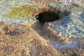 A hole that has been dug in the earth by a rabbit.