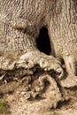 Hole in a large tree