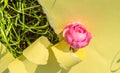 A hole made of torn yellow paper, a pink rose on the green grass on a Sunny afternoon. Creative design, hard shadow, bright light Royalty Free Stock Photo