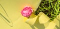 A hole made of torn yellow paper, a pink rose on the green grass on a Sunny afternoon. Creative design, hard shadow, bright light Royalty Free Stock Photo