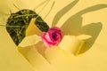 A hole made of torn yellow paper, a pink rose on the green grass on a Sunny afternoon. Creative design, hard shadow, bright light Royalty Free Stock Photo