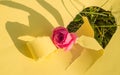 A hole made of torn yellow paper, a pink rose on the green grass on a Sunny afternoon. Creative design, hard shadow, bright light Royalty Free Stock Photo