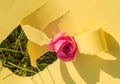 A hole made of torn yellow paper, a pink rose on the green grass on a Sunny afternoon. Creative design, hard shadow, bright light Royalty Free Stock Photo