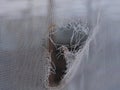 Hole in net. Royalty Free Stock Photo
