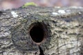 Hole in old oak tree trunk and natural biodiversity