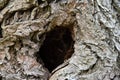 Hole in the old putrefied willow.