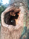 Hole through an old tree