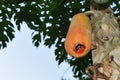Hole in papaya on papaya tree after bird eat inside