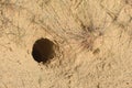 Hole of rabbit or jerboa (Jaculus orientalis) in the sandy desert Royalty Free Stock Photo