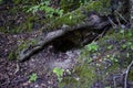 hole in the roots of an old tree with moss in a wild dark forest Royalty Free Stock Photo