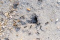 hole in the sand formed by ants forming an anthill.