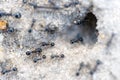 hole in the sand formed by ants forming an anthill.