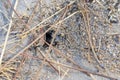 hole in the sand formed by ants forming an anthill.