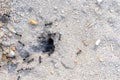 hole in the sand formed by ants forming an anthill.