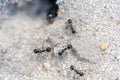 hole in the sand formed by ants forming an anthill.