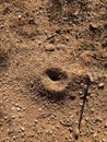 Hole of a snake on the ground in the field. Desert of Arizona. USA