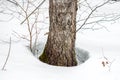 Hole in the snow around trees Royalty Free Stock Photo