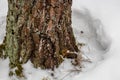 Hole in the snow around trees Royalty Free Stock Photo