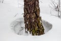Hole in the snow around trees Royalty Free Stock Photo